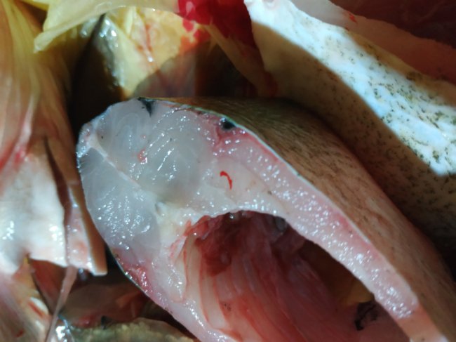  Лучанин запевняє, що купив заражену рибу на ринку «Лучеськ». ФОТО