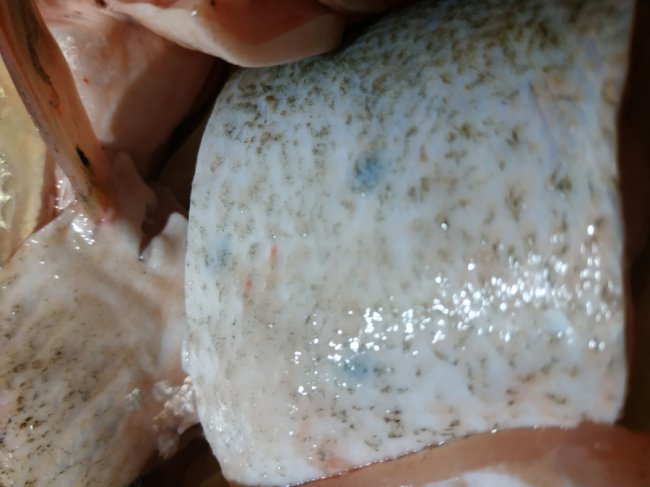  Лучанин запевняє, що купив заражену рибу на ринку «Лучеськ». ФОТО