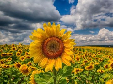 На Волині у 2019 році посіяли найбільше соняшників за останні 10 років