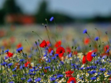 Погода у Луцьку та Волинській області на завтра, 20 червня