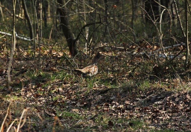 У «Цуманській пущі» зафіксували рідкісних тварин та рослин. ФОТО
