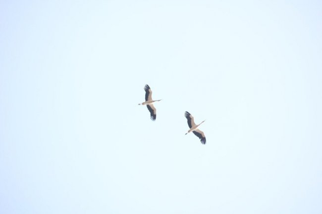 У «Цуманській пущі» зафіксували рідкісних тварин та рослин. ФОТО