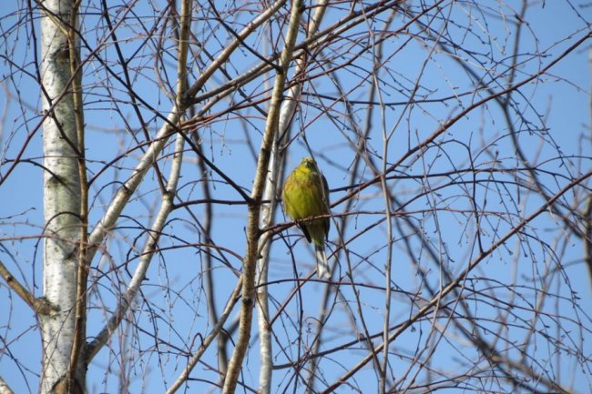 У «Цуманській пущі» зафіксували рідкісних тварин та рослин. ФОТО