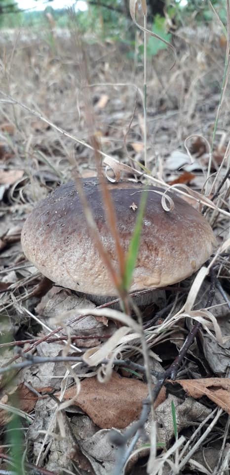 Волиняни діляться світлинами грибних трофеїв. ФОТО