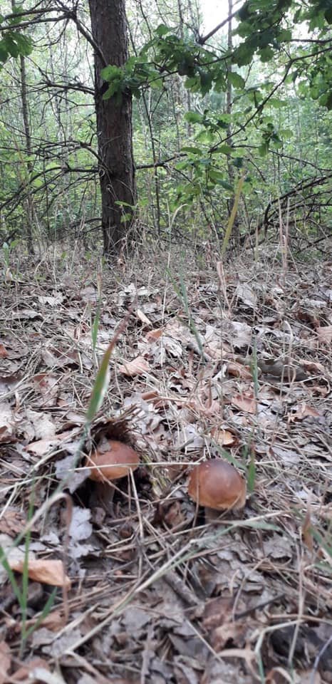 Волиняни діляться світлинами грибних трофеїв. ФОТО
