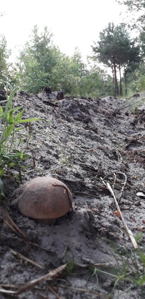 Волиняни діляться світлинами грибних трофеїв. ФОТО