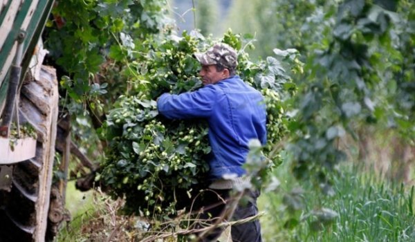 Скільки і що отримують лучани-заробітчани у Польщі? 