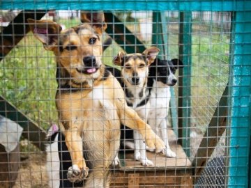 Лісівники забезпечили дровами луцький притулок для тварин