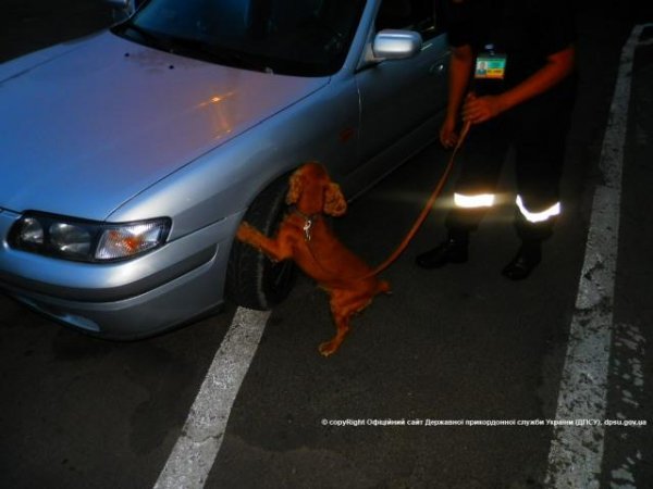 Спаніель Терро зупинив переміщення наркотиків через кордон