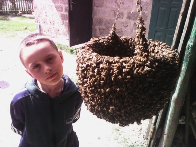 Волинянин розповів про користь меду і скільки можна заробити на бджолах 