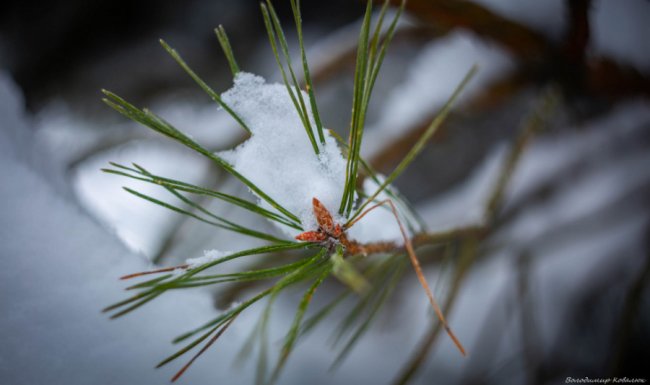 Показали красу зимового волинського лісу: чарівні фото