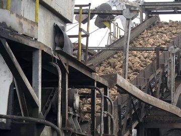 На Волині триває заготівля цукрових буряків: скільки коштує цукор. ВІДЕО