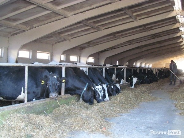 Де на Волині виробляють молоко для європейців. ФОТО