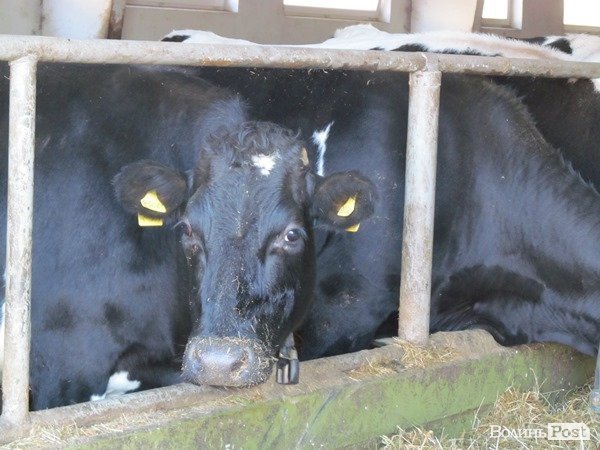 Де на Волині виробляють молоко для європейців. ФОТО