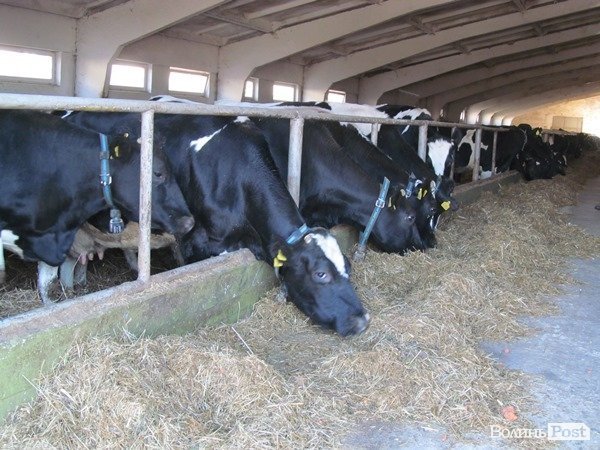Де на Волині виробляють молоко для європейців. ФОТО