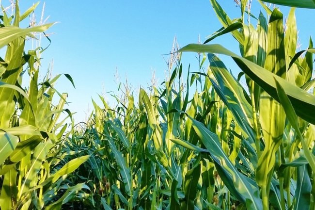 Де придбати якісну агропродукцію за доступними цінами?*