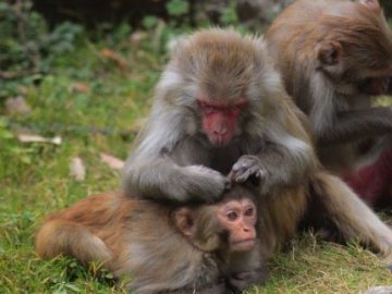 Китайські вчені клонували двох мавп. ВІДЕО