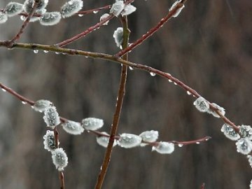 Погода у Луцьку на завтра, 19 квітня