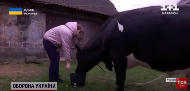 Військові евакуювали на Волинь з-під обстрілів корову Маню. ВІДЕО