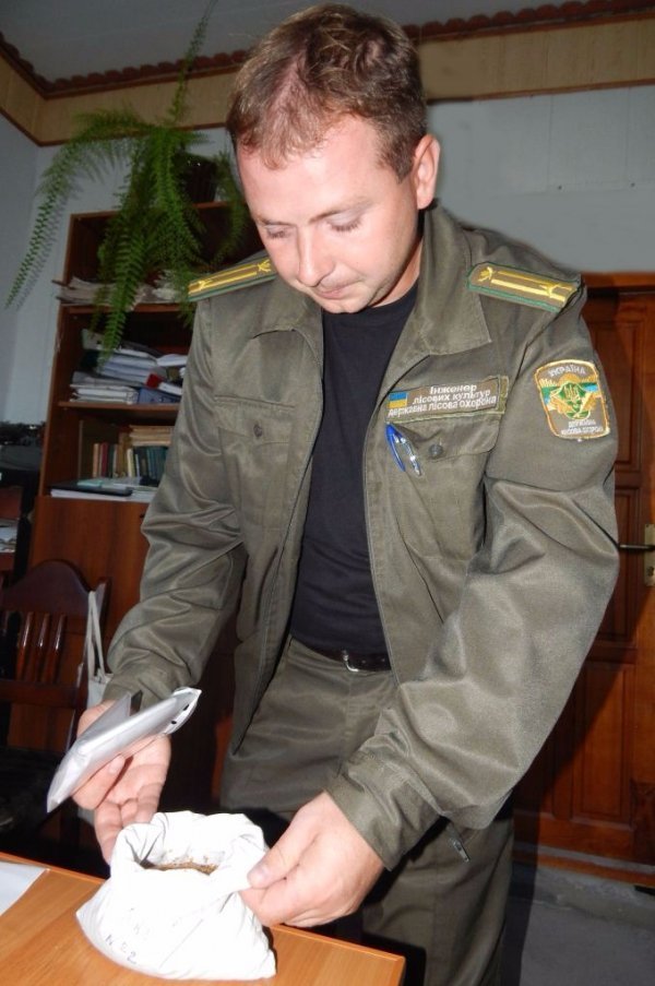 У Любомльському лісгоспі зібрали 5 кілограмів насіння берези. ФОТО