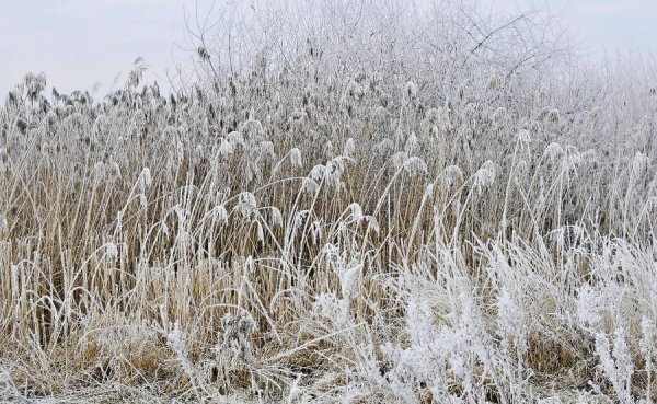 Волинь в льодяному тумані. ФОТО
