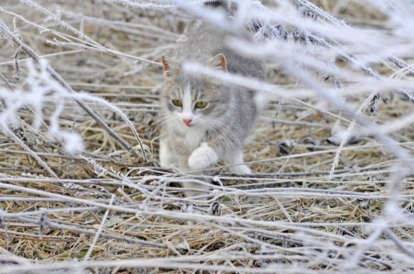 Волинь в льодяному тумані. ФОТО