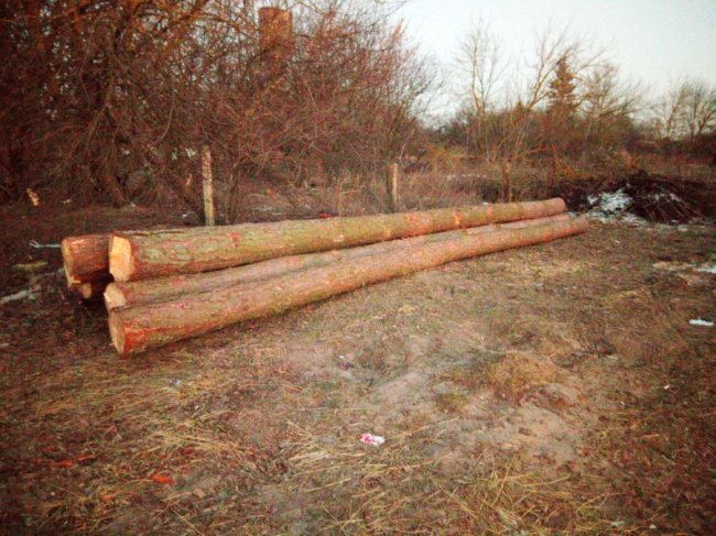 На Волині лісники влаштували засідку, щоб впіймати браконьєрів