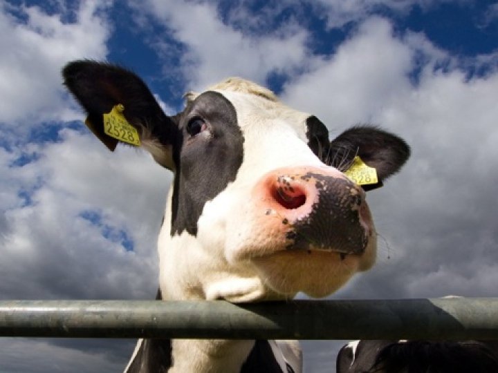 У Шацькій громаді в худоби виявили сказ: деталі