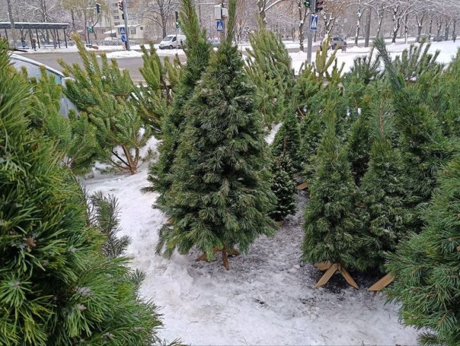 У Луцьку стартував продаж різдвяних ялинок: ціни