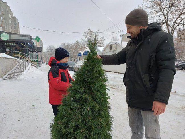 У Луцьку стартував продаж різдвяних ялинок: ціни