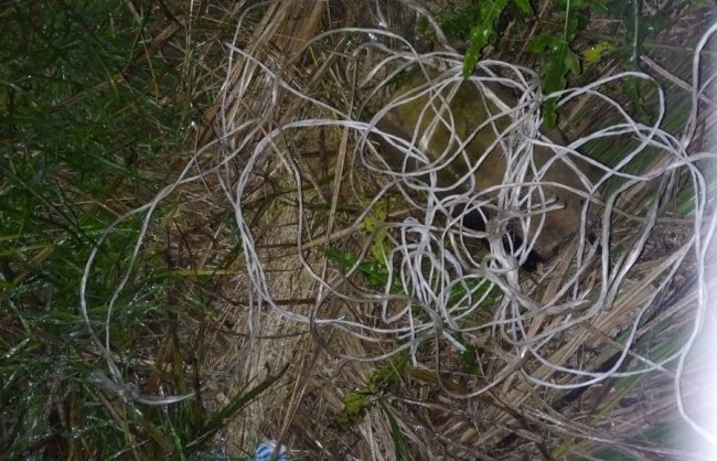 Зловили «на гарячому» двох волинян-браконьєрів