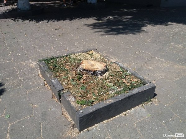 Луцька «пішохідна» залишиться без дерев… поки що. ФОТО