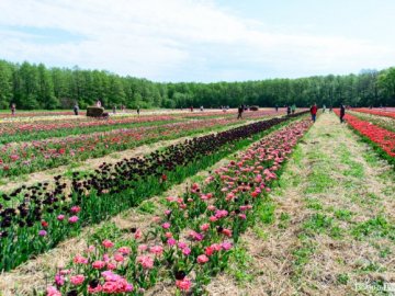 Тюльпанове поле на Волині продовжить роботу ще на 3 дні