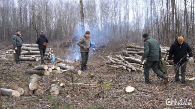 Десятки мільйонів збитків: на Волині п'ятий рік незаконно вирубують ліс у нацпарку
