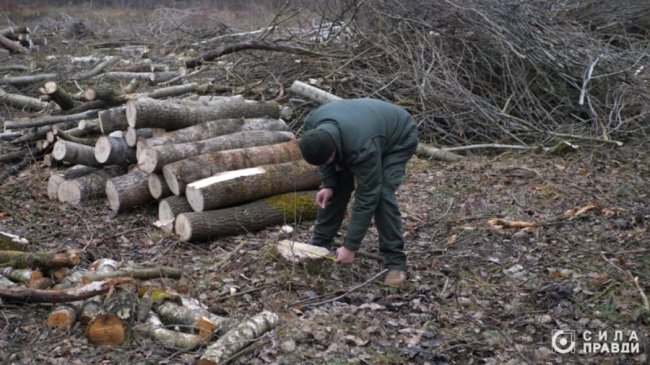 Десятки мільйонів збитків: на Волині п'ятий рік незаконно вирубують ліс у нацпарку