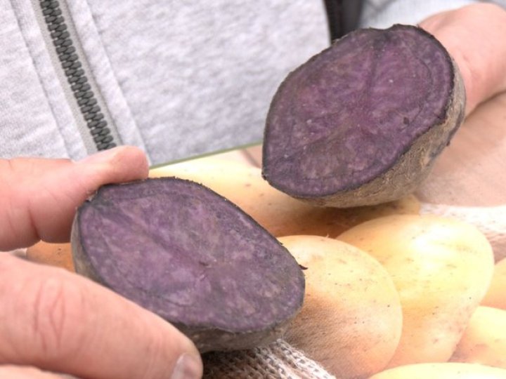 На Волині вирощують фіолетову картоплю. ВІДЕО