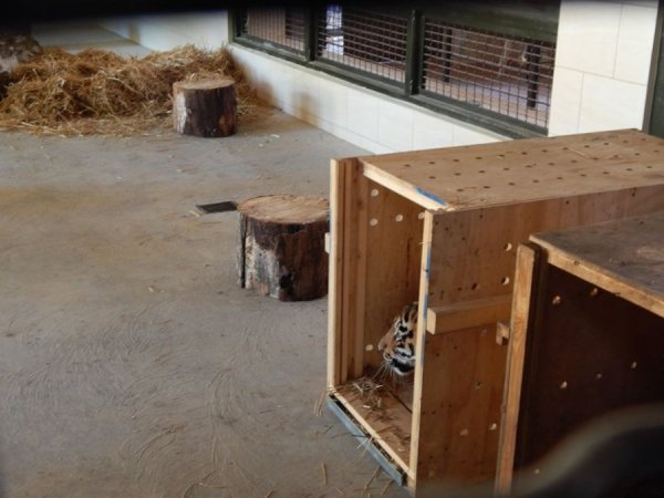 Як тигренята обживають нову територію у Луцькому зоопарку. ФОТО