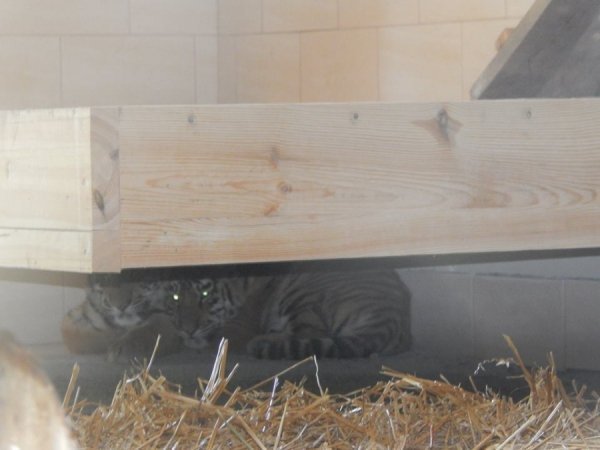 Як тигренята обживають нову територію у Луцькому зоопарку. ФОТО