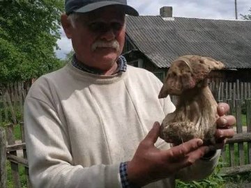 На Волині знаходять перші білі гриби