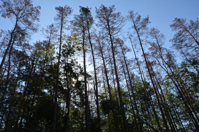 В Україні на шляху боротьби зі шкідниками лісу – бюрократичні перешкоди