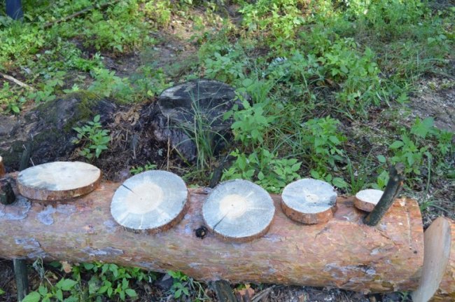 В Україні на шляху боротьби зі шкідниками лісу – бюрократичні перешкоди