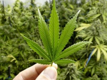 Зеленський підписав закон про легалізацію медичного канабісу