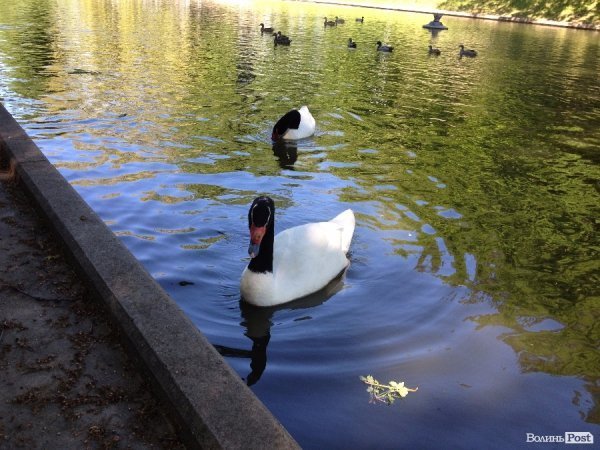 На вихідні -  у «Межигір'я». ФОТО 
