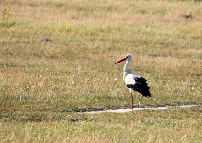 Лелеки позували у полі для волинського фотографа