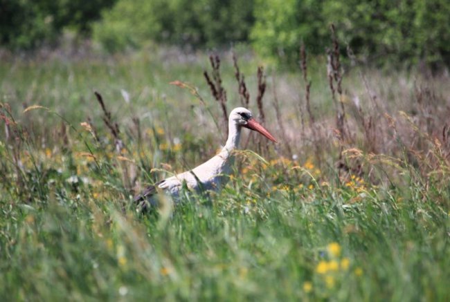 Лелеки позували у полі для волинського фотографа