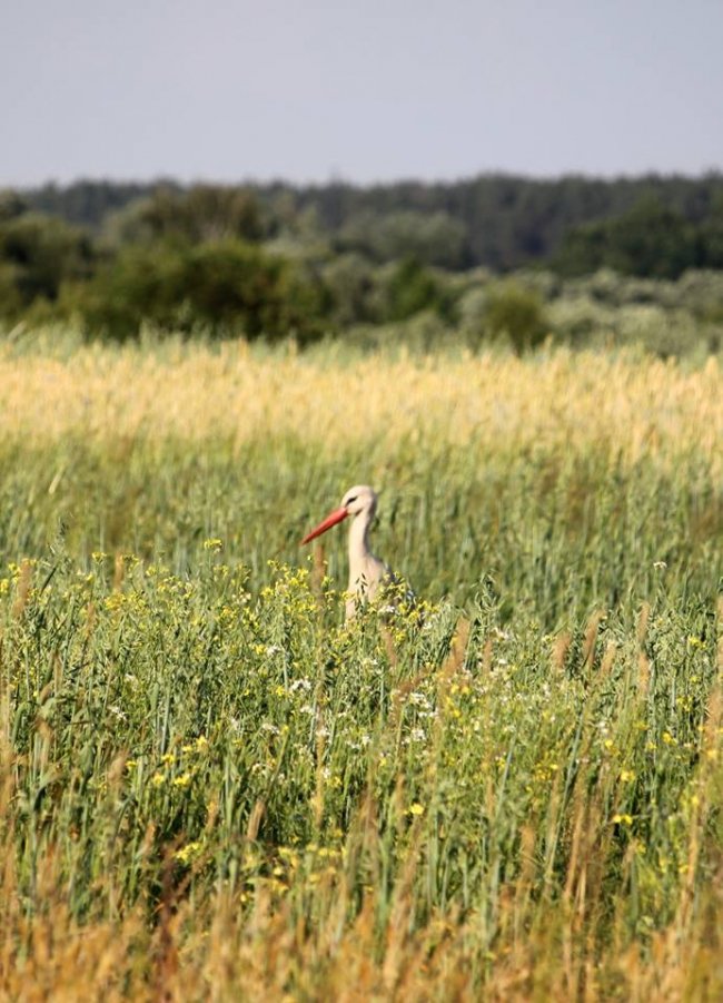 Лелеки позували у полі для волинського фотографа
