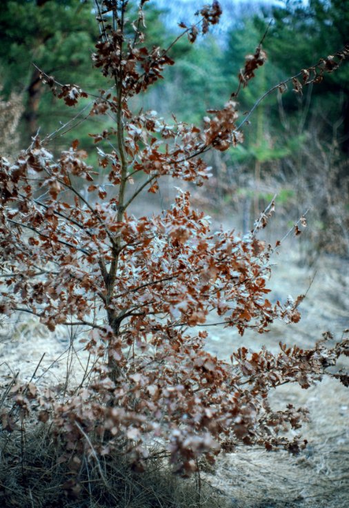 Весна у лісі на Волині. ФОТО