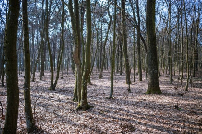 Весна у лісі на Волині. ФОТО