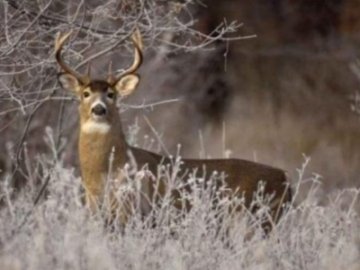 На Волині  розпочався «перепис» диких тварин