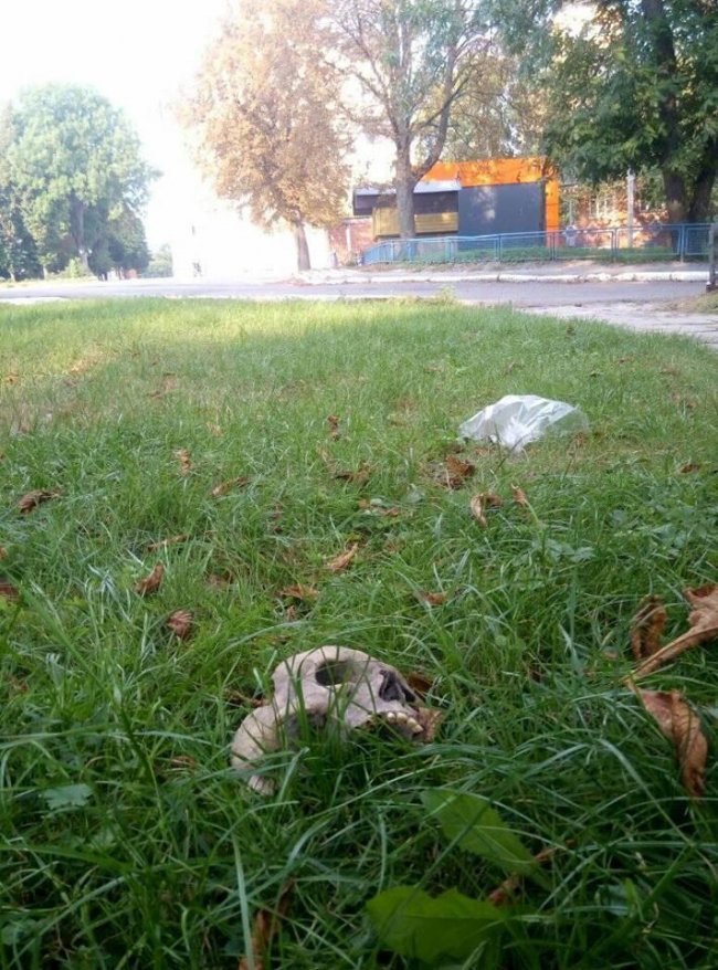 У місті на Волині посеред вулиці знайшли людський череп. ФОТО 